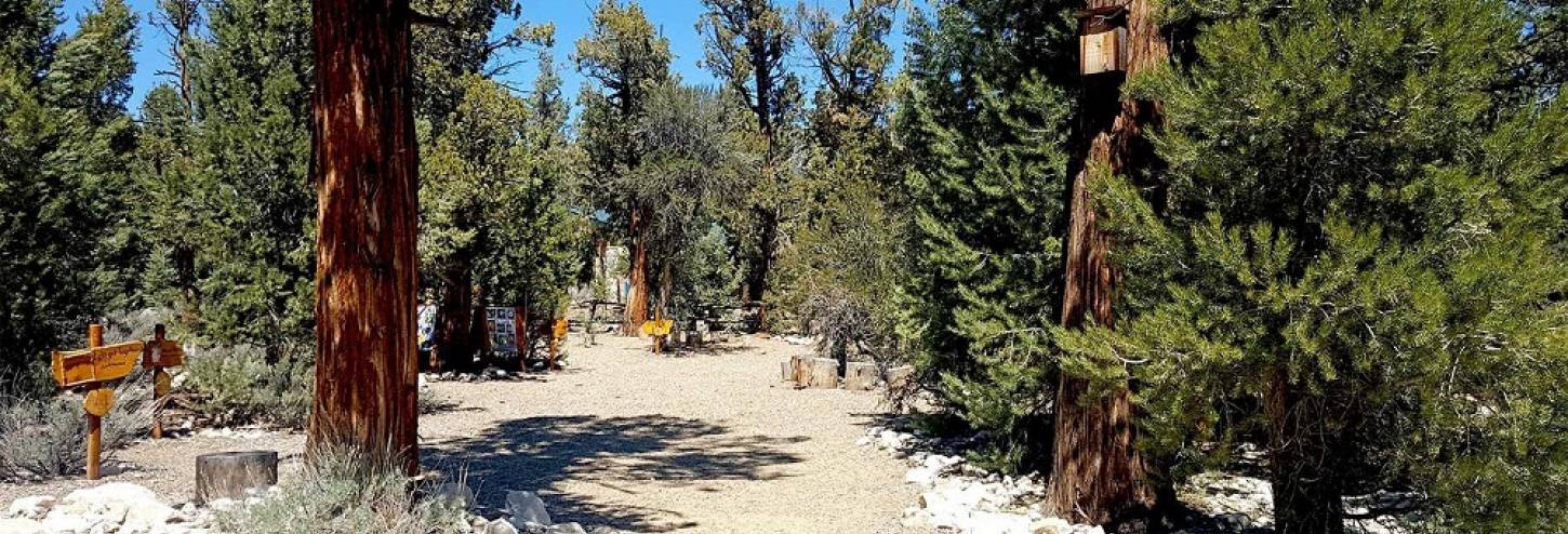 Mountain Nature Walks at Big Bear Discovery Center