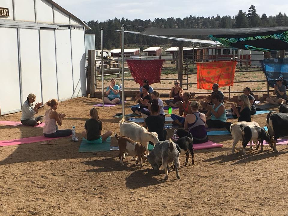 Bear Valley Farms Goat Yoga