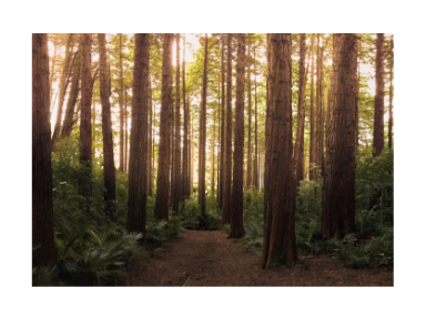 Big Bear National Trails Day Trails, Hiking, Big Bear Lake, Run, Hike, Walk, Marathon